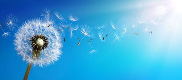 Pissenlit s’envolant dans le ciel bleu symbolisant le lâcher-prise, la libération émotionnelle et la sophrologie